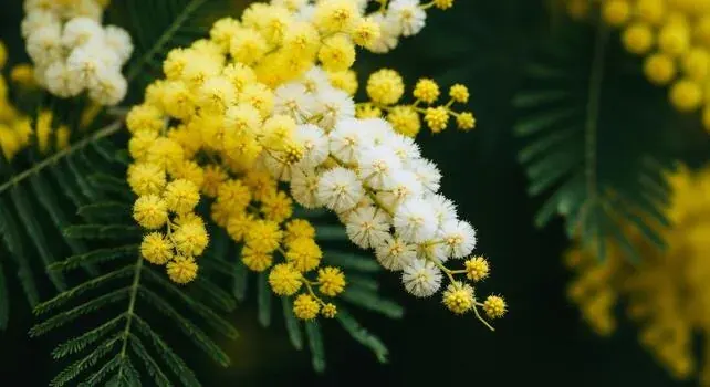 Sub-Alpine Acacia Canopy Blooms