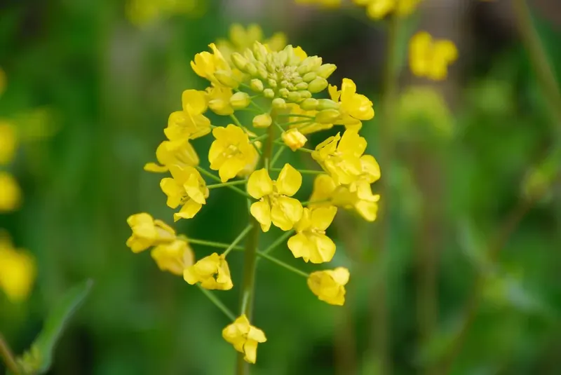 Wild Himalayan Mustard Blooms