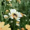 Detailed macro shot of a honeybee gathering nectar on a white and yellow mountain wildflower in an alpine meadow