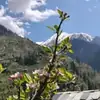 Delicate spring blossom branch overlooking sunlit forested valleys and snow-covered Himalayan mountain ranges
