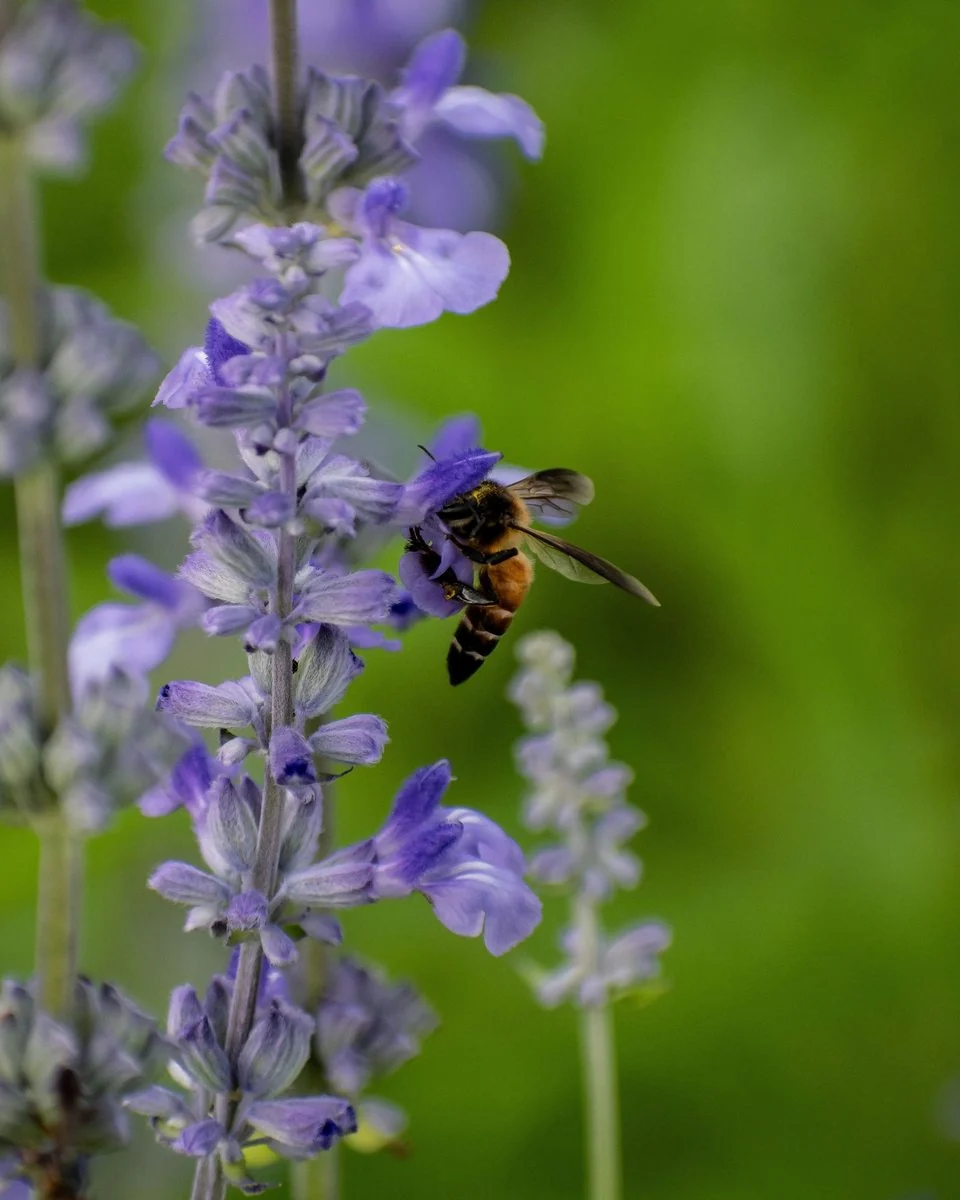 Wildflowers in a Himalayan meadow where bees collect multi-flora nectar
